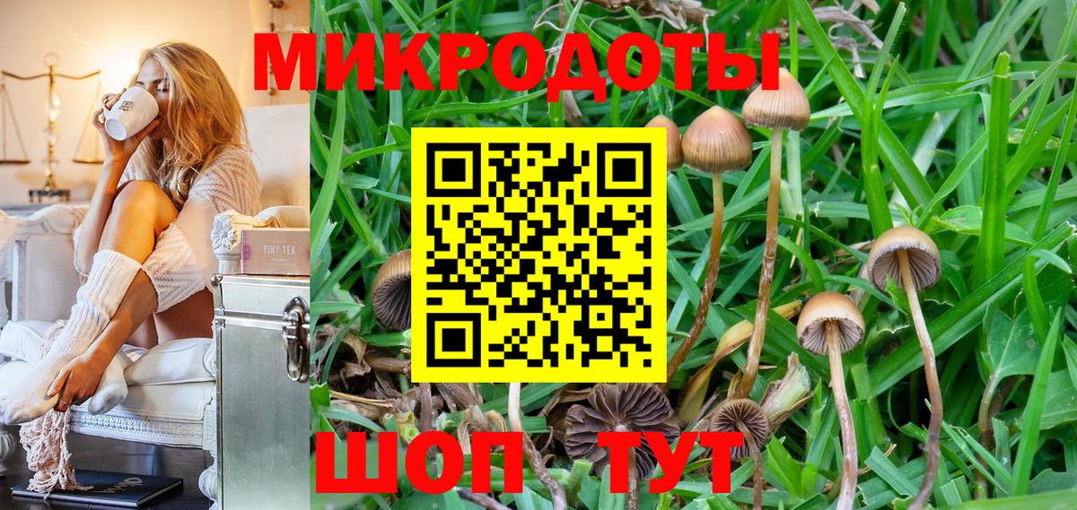 Галлюциногенные грибы Psilocybe Бугульма